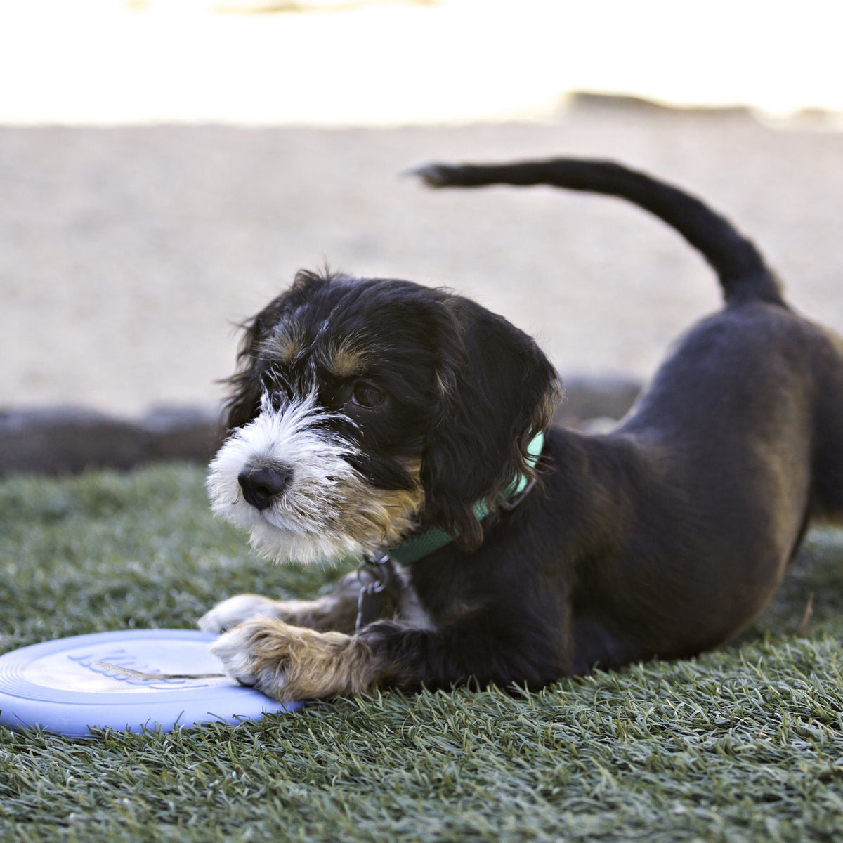 KONG Puppy Flyer Small