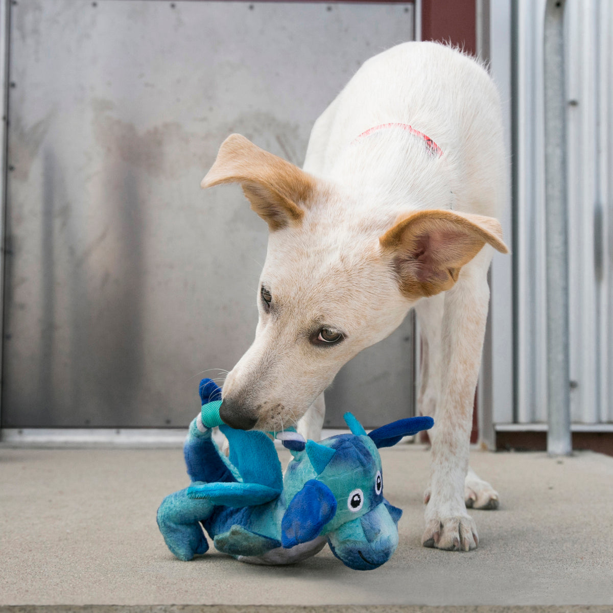 KONG Dragon Knots Assorted Med/Large