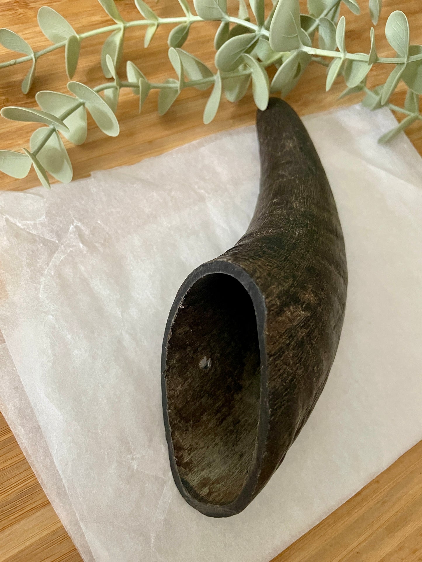Buffalo Horn Small
