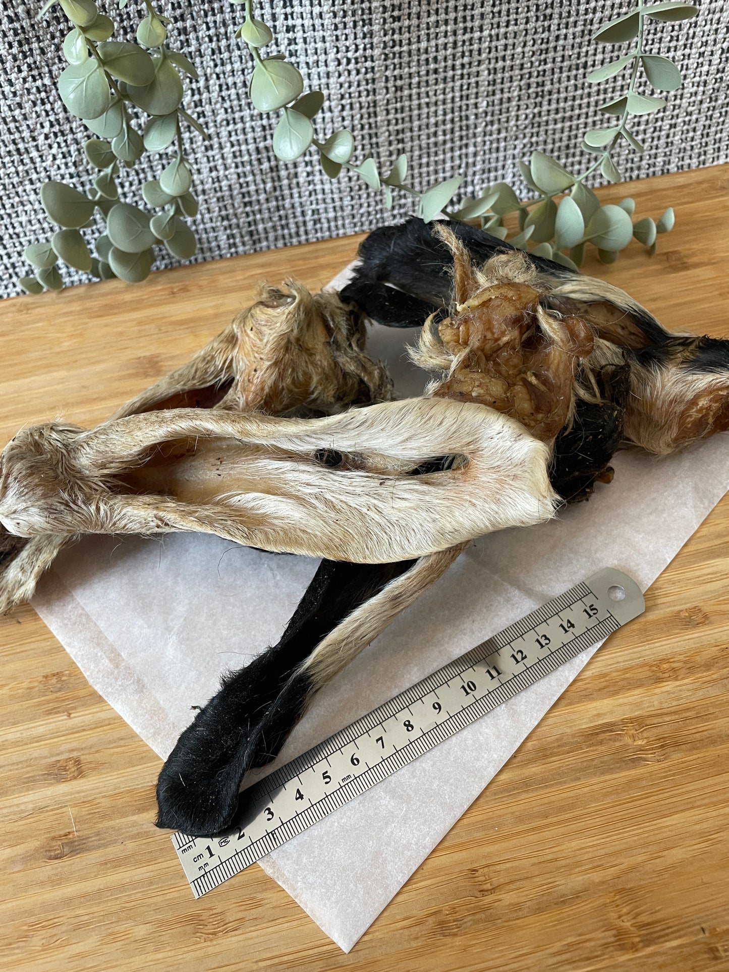 Hairy Lamb Ears