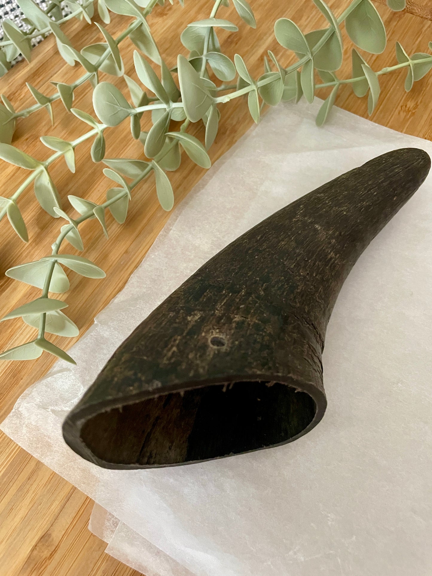 Buffalo Horn Small