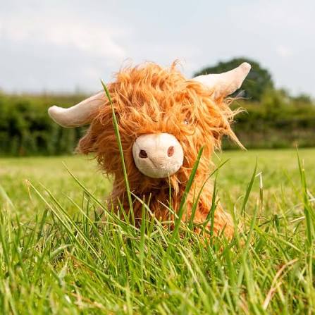 Fergus The Highland Cow