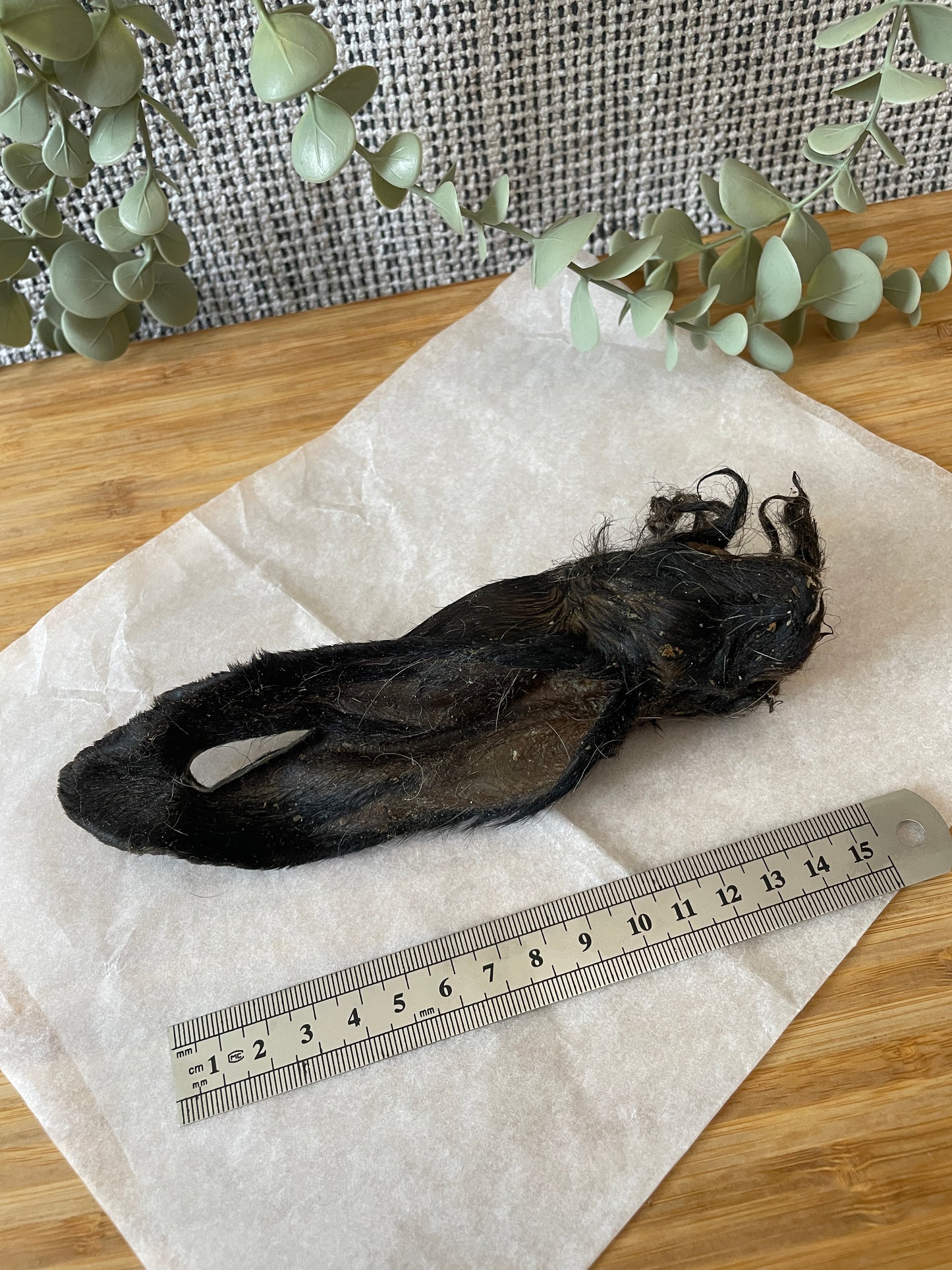 Hairy Lamb Ears