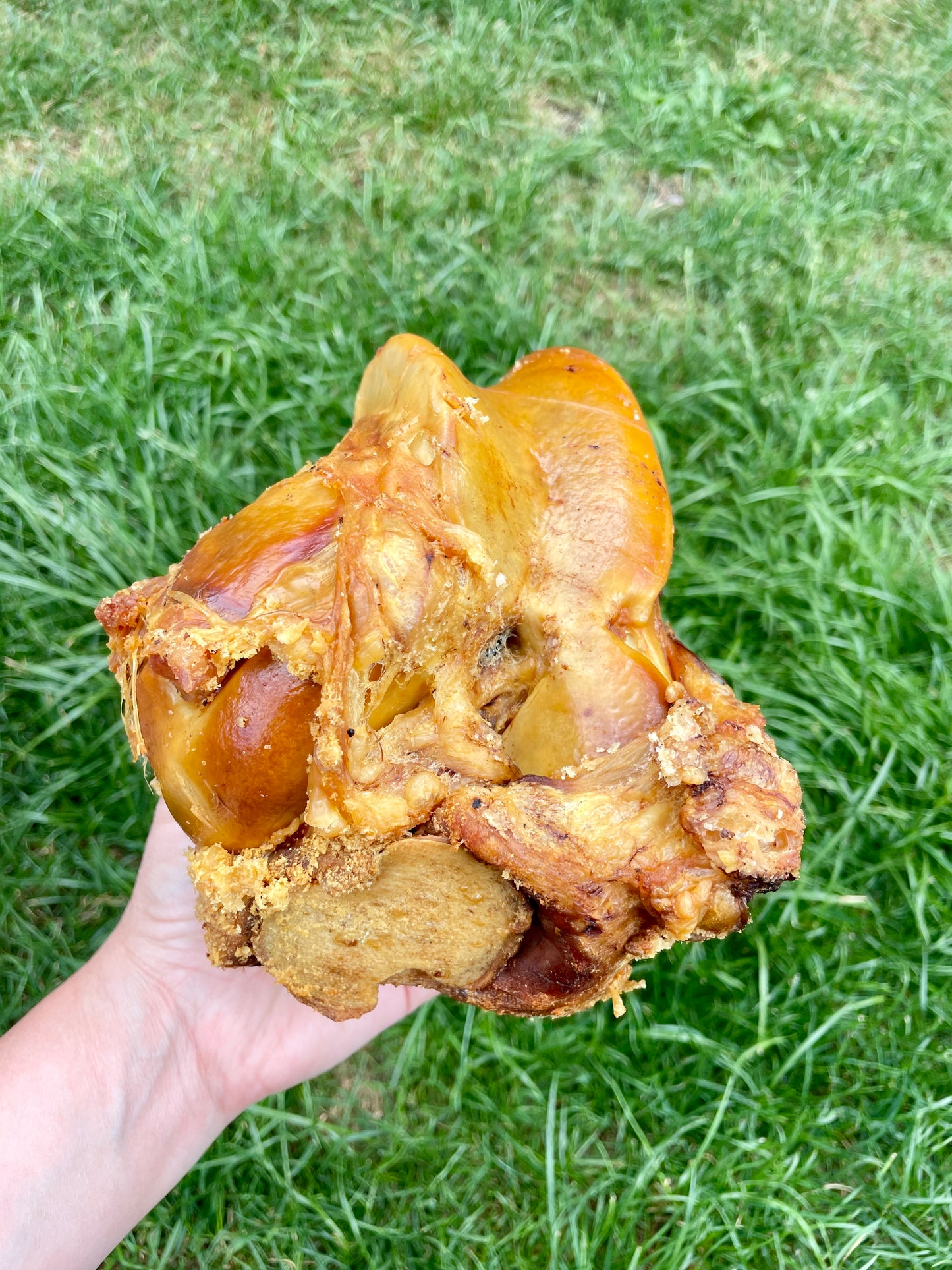 Large Roasted Beef Bone