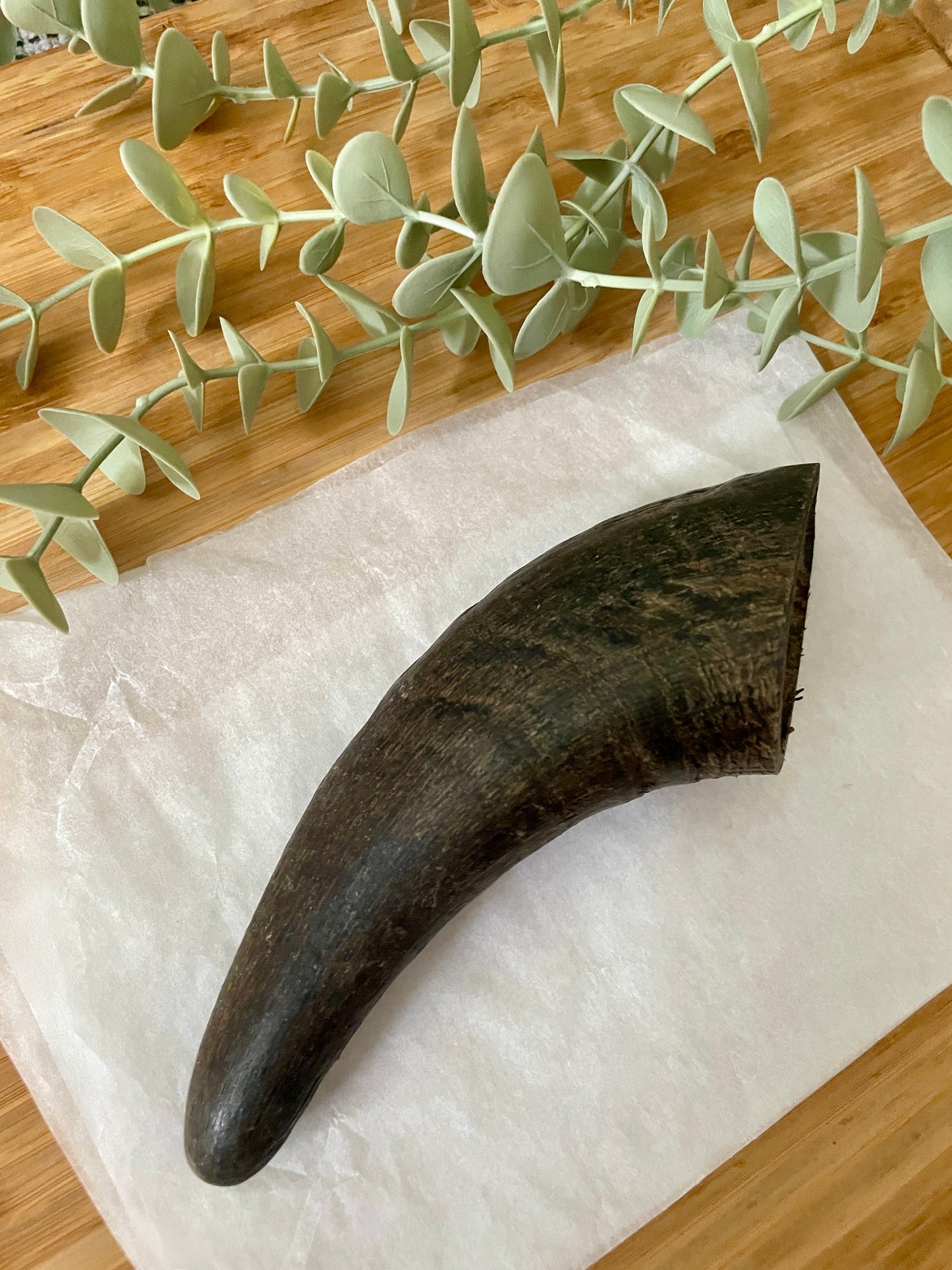 Buffalo Horn Small
