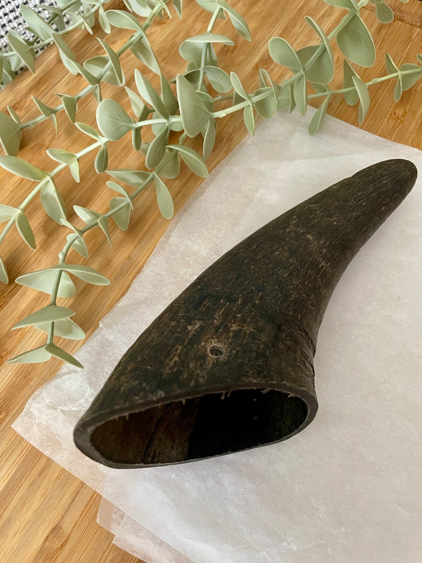 Buffalo Horn Small
