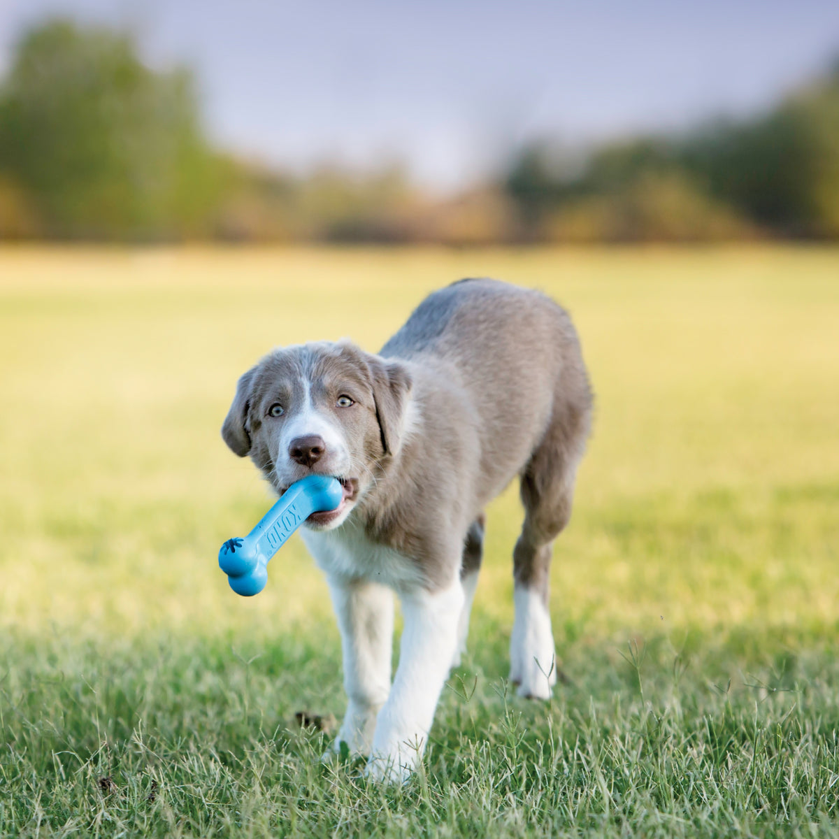 KONG Puppy Goodie Bone Medium