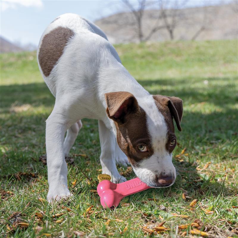 KONG Puppy Goodie Bone Medium