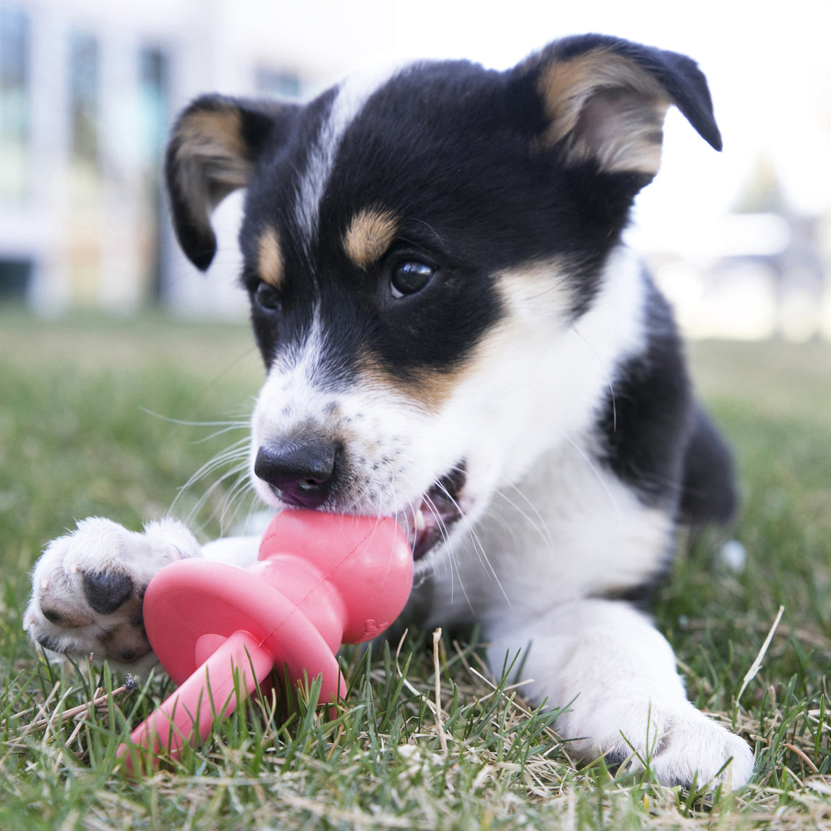 KONG Puppy Binkie Small