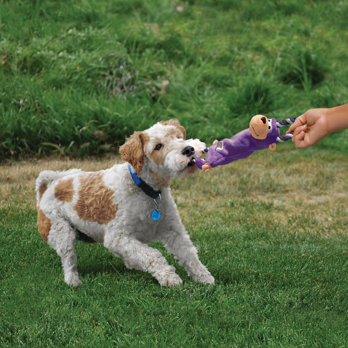 KONG Tugger Knots Frog Sm/Med