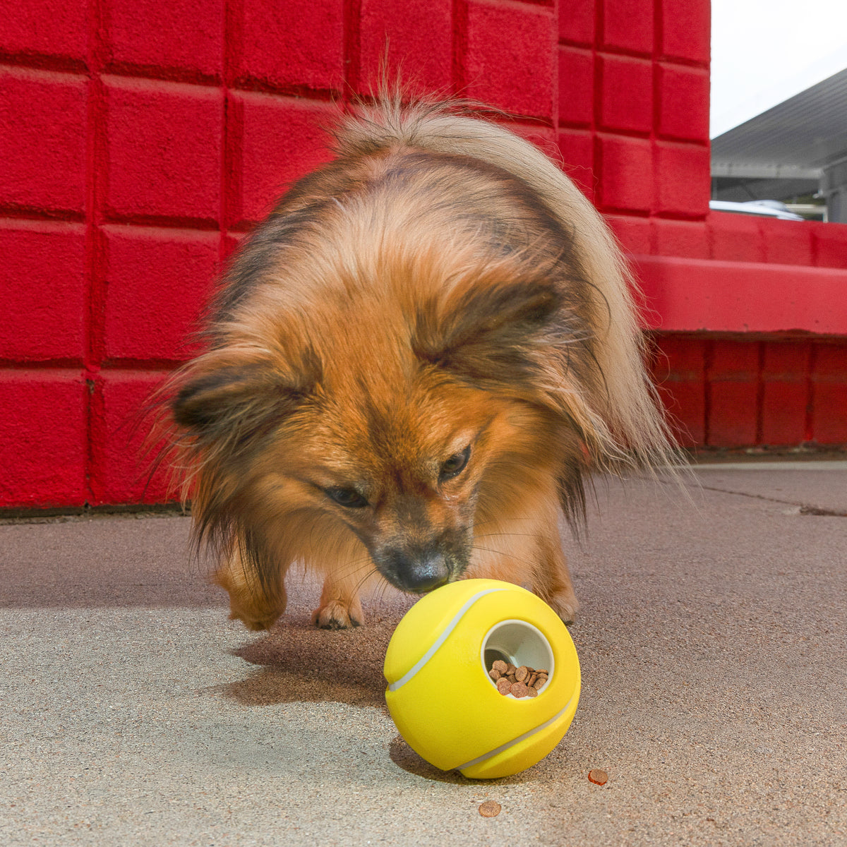 KONG Rewards Tennis Small